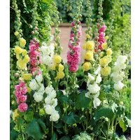 BALDUR Garten Staude Stockrosen-Malven-Mischung, 3 St., Bauernrose,winterhart, mehrjährig, pflegeleicht