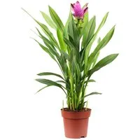 Flowerbox Zimmerpflanze Zimmerpflanze Kurkuma - Curcuma, - Höhe ca. 55 cm, Topf-Ø 14 cm