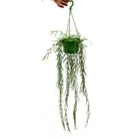 Exotenherz Zimmerpflanze Zimmerpflanze zum Hängen - Hoya linearis - Wachsblume 12cm Ampel