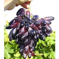 BALDUR Garten Obstpflanze Tafeltraube 'Souvenir®' dattelförmig, 1 St., Weintraube, winterhart, mehrjährig, pflegeleicht