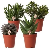 Exotenherz Kaktus Set mit 4 Sukkulenten Grünpflanzen Topfgröße 9cm