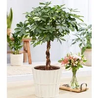 BALDUR Garten Zimmerpflanze Schefflera Gold Capella 'geflochtener Stamm' ca. 70 cm hoch, 1 St., Strahlenaralie, pflegeleicht