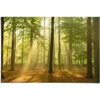 Reinders! Poster Erleuchteter Wald, (1 St)