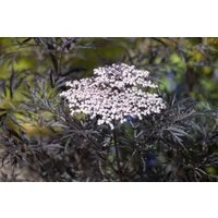 Pflanzen für Dich Gehölze Sambucus nigra Black Lace, 1 St., Schwarzer Holunder, Holunder, Fliederbeere