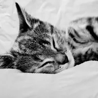 TRAUMSCHLAF Bettwäsche Cat, Renforce, 2 teilig, schönes Katzen Motiv