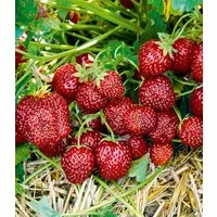 BALDUR Garten Obstpflanze Erdbeere 'Hummi® Aroma-Auslese', 3 St., Lockerermittelhoher, winterhart, mehrjährig, essbar