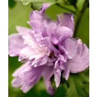 Pflanzen für Dich Gehölze Hibiscus syriacus Ardens, 1 St., Garteneibisch, Straucheibisch