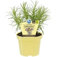 Exotenherz Gewürzkraut Currykraut Helichrysum angustifolia Kräuterpflanze im 12cm Topf