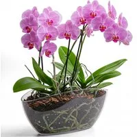 KONZEPT Übertopf für Orchideen, mit elegantem Design, Ovale Form, für schmale Fensterbänke und 2 Töpfe bis Ø 12 cm