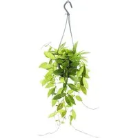 Exotenherz Zimmerpflanze Zimmerpflanze zum Hängen Hoya gracilis Porzellanblume 14cm Ampel