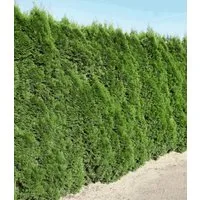 BALDUR Garten Hecken Lebensbaum-Hecke 'Smaragd' 40-60 cm hoch, 1 St., Schnellwachsend, winterhart, mehrjährig, blickdicht