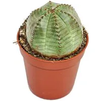Exotenherz Zimmerpflanze Euphorbia obesa - Baseball-Euphorbie - Sukkulente - 5,5cm Topf