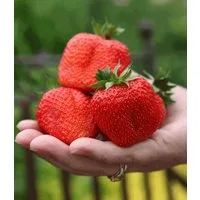 BALDUR Garten Obstpflanze Erdbeere 'Sweet Mary XXL®', 3 St., Fragaria, ertragreich, robust