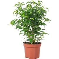 Flowerbox Zimmerpflanze Birkenfeige "Natasja" verzweigt - Ficus benjamini