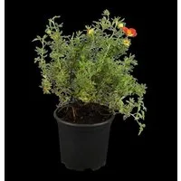 Pflanzen für Dich Bodendecker Potentilla 'rot', 1 St., Fingerstrauch, Fünffingerstrauch, rote Blüten, kompakter Wuchs
