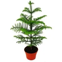 Exotenherz Zimmerpflanze Zimmertanne - Araucaria heterophylla - 17m Topf - ca. 60-80cm hoch