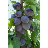 Pflanzen für Dich Obstpflanze Prunus dom. Hauszwetsche, 1 St., Hauszwetsche, Zwetschge, Zwetsche, blauviolett, spätreifend