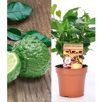 BALDUR Garten Zimmerpflanze Coffea arabica & Gewürz-Limette Kaffir zum Vorteilspreis, 2 St., Kaffir-limette,duftend, pflegeleicht