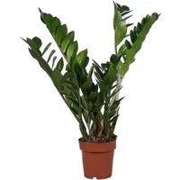 meinvipshop Zimmerpflanze Glücksfeder Zamioculcas zamiifolia Zimmerpflanze 50cm