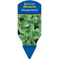 Pflanzen für Dich Gewürzkraut Orangenminze 12cm Topf