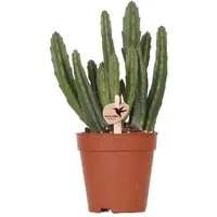 Exotenherz Kaktus Kolibri Greens, Grünpflanze - Stapelia - Ø9cm
