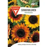 FRANKONIA Blumensamen Sonnenblume, Abendsonne - Saatgut SonnenSamen, Helianthus annuus