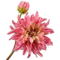 Künstliche Zimmerpflanze Seidenblume Dahlie Rosa (81cm), SILK-KA