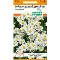 SAMEN PFANN Blumensamen Gänseblümchen, Wiesengänseblümchen - Saatgut Samen, Bellis perennis