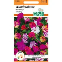 SAMEN PFANN Blumensamen Wunderblume, Mischung - Saatgut Samen, Mirabilis jalapa