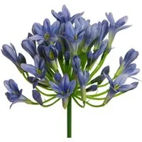 Kunstblume Kunstblume AGAPANTHUS ca 75cm. Liebesblumen, Schmucklilie, Floratexx GmbH, Höhe 75.00 cm