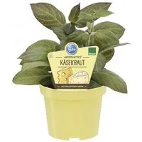 Exotenherz Gewürzkraut Käsekraut Paederia lanuginosa Kräuterpflanze im 12cm Topf