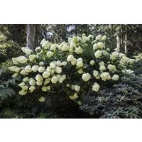 Pflanzen für Dich Gehölze Hydrangea pan. Phantom, 1 St., Rispenhortensie