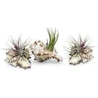 meinvipshop Hängedekoration Muschelset 3er mit echten Tillandsia (Set, 6 St., 3 x Muschel, 3 x Tillandsie), 3er Set, outdoorgeeignet, Naturmaterialien