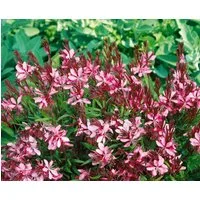 Pflanzen für Dich Staude Gaura lind. Cherry Brandy, 1 St., Prachtkerze, Präriekerze