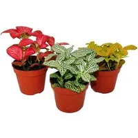 Exotenherz Zimmerpflanze Set mit 3 verschiedenfarbige Fittonia -Pflanze 9cm Topf