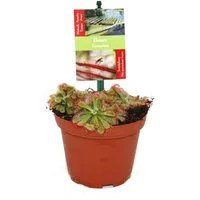 Exotenherz Zimmerpflanze Sonnentau - Drosera alicae - 9cm Topf