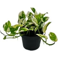 Exotenherz Zimmerpflanze Epipremnum aureum N'Joy Efeutute kleinblättrig u. weiss-bunt 12cm Topf