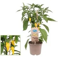 Exotenherz Gemüsepflanze Chili-Pflanze scharf Peperoni Pfefferstrauch für Balkon - Garten 14cm