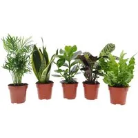 meinvipshop Zimmerpflanze Zimmerpflanzen gemischt Easy Care Mix 5er Set