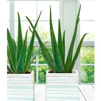 BALDUR Garten Zimmerpflanze Aloe Vera im 10,5 cm Topf, 1 St., Barbadosiensis, pflegeleicht
