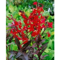 Pflanzen für Dich Staude Lobelia splendens Elmfeuer, 1 St., Lobelie, Prachtlobelie