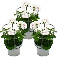 Exotenherz Beetpflanze Geranien hängend Pelargonium peltatum ver.Farben 12cm Topf 3er Set
