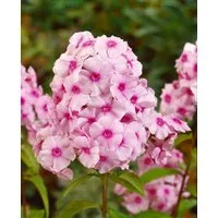 Pflanzen für Dich Staude Phlox pan. Kirmesländler, 1 St., Hoher Staudenphlox, Flammenblume