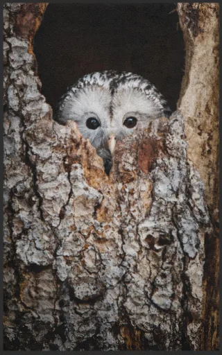 Fussmatte 7249 | Größe: 60 cm x 90 cm