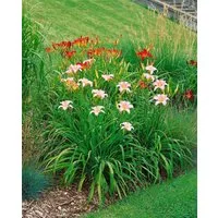 Pflanzen für Dich Staude Hemerocallis cult. Luxury Lace, 1 St., Taglilie