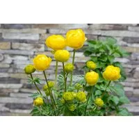 Pflanzen für Dich Staude Trollius cult. Lemon Queen, 1 St., Trollblume