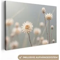 OneMillionCanvasses® Leinwandbild Strohblumen - Weiß - Tageslicht, Fotodruck (1 St), Leinwand Bilder Klein, Wand Dekoration Aesthetic 30x20 cm