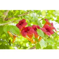Pflanzen für Dich Kletterpflanze Campsis radicans, 1 St., Trompetenblume, Klettertrompete, Amerikanische Klettertrompete, kletternd, orangeblühend