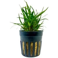 Aquaone Wasserpflanze Aquarium Pflanze Eriocaulon sp. 'Vietnam' Topf Nr.391A