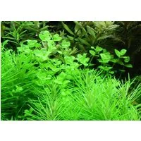 Aquaone Wasserpflanze Aquarium Pflanze Micranthemum umbrosum Nr.348